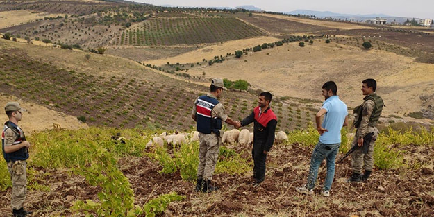 Jandarma ve koruculardan drone ile 'koyun arama' çalışması