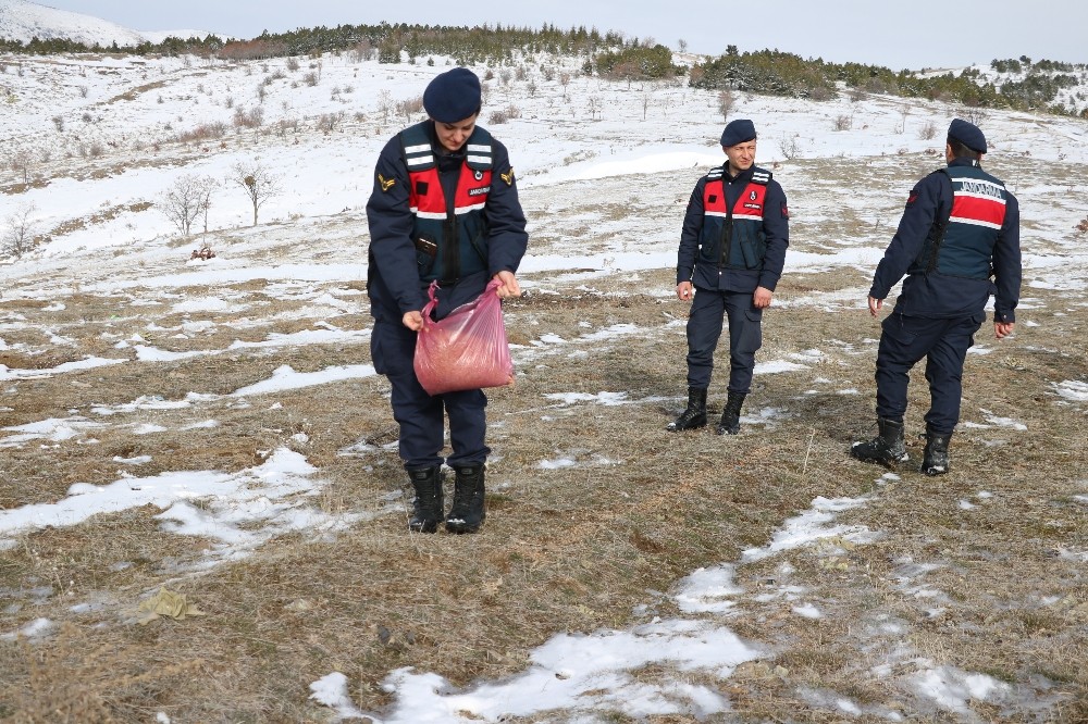 Jandarma yaban hayvanları için doğaya yem bıraktı 