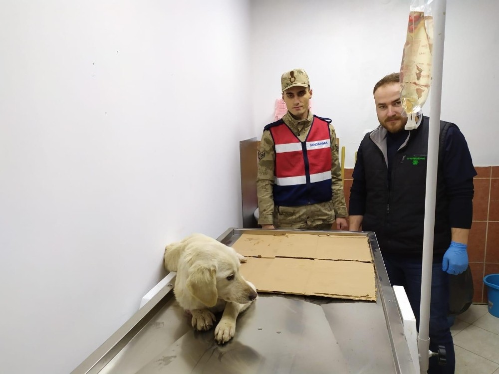 Jandarma yaralı köpeği tedavi ettirdi 