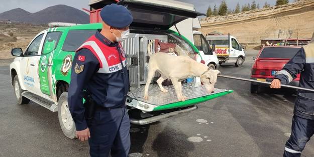 Jandarma, yasaklı ırk köpeği barınağa götürdü