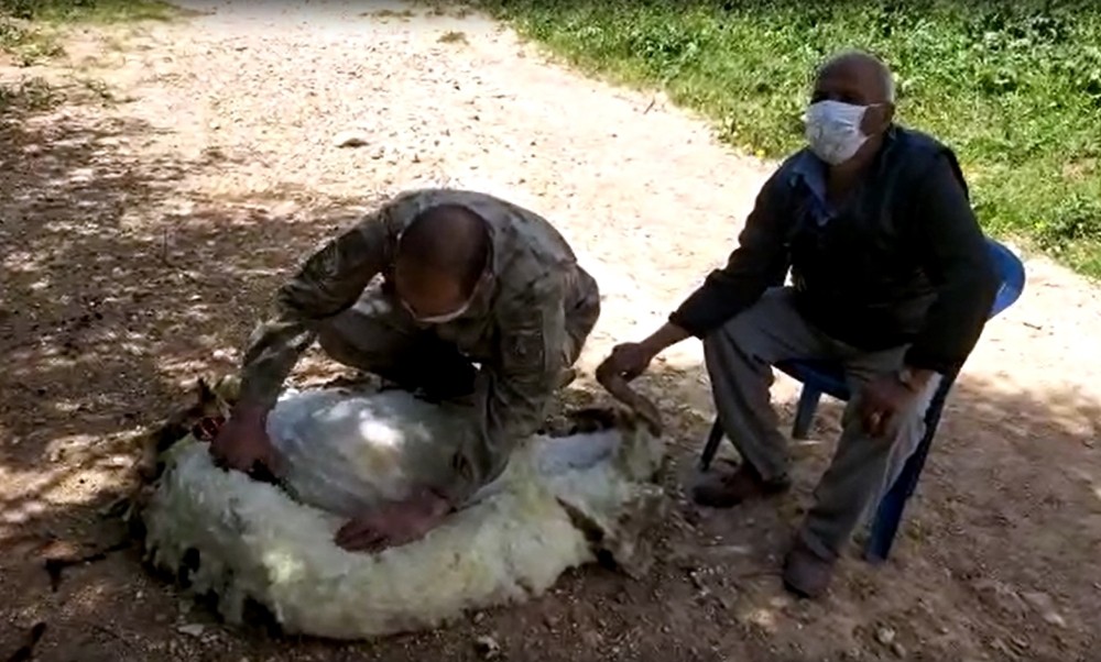 Jandarma yaşlı adamın koyunlarını kırktı 