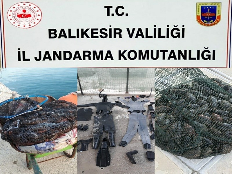 Jandarmadan kaçak deniz patlıcanı operasyonu 