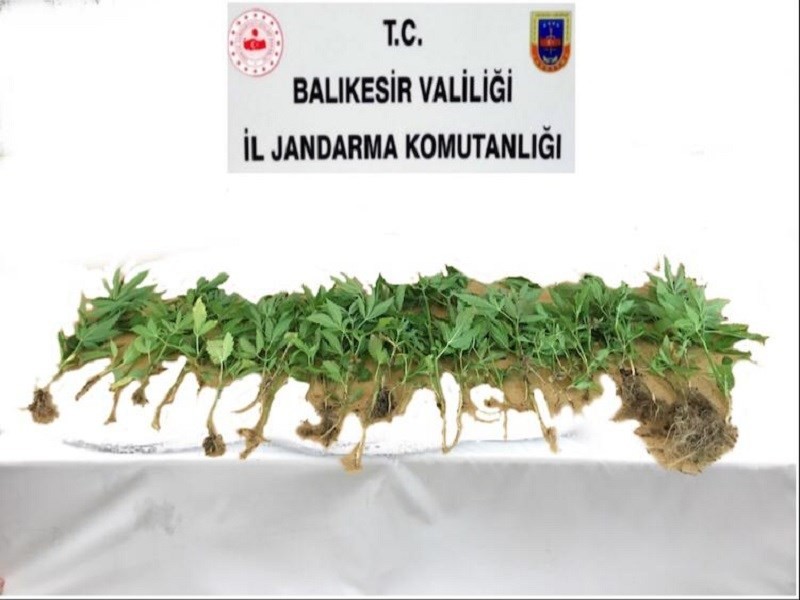 Jandarmadan kenevir bahçesine operasyon 