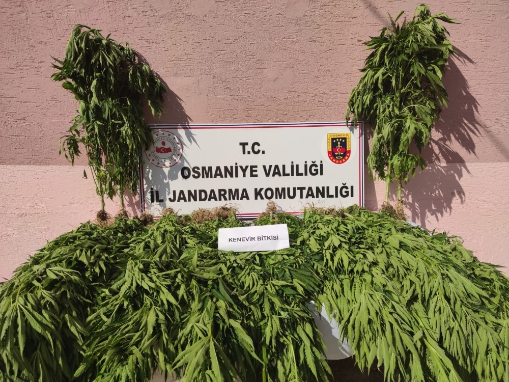Jandarmadan kenevir operasyonu 