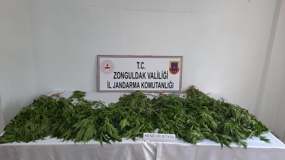 Jandarmadan kenevir operasyonu: 2 gözaltı 