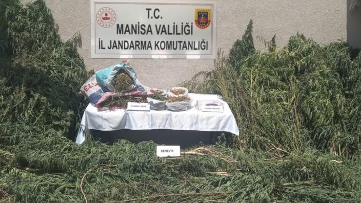 Jandarmadan kenevir operasyonu