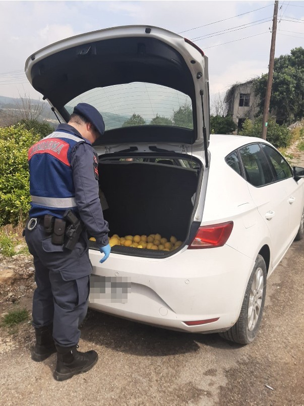 Jandarmadan limon hırsızlarına suçüstü 
