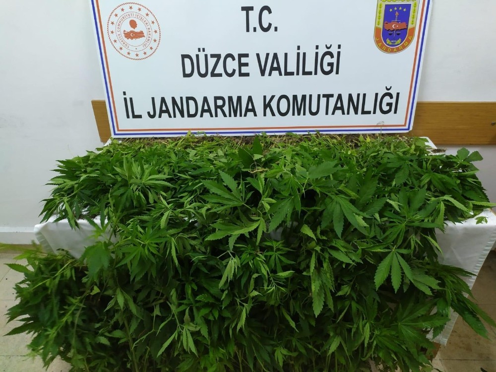 Jandarmadan uyuşturucu operasyonu 
