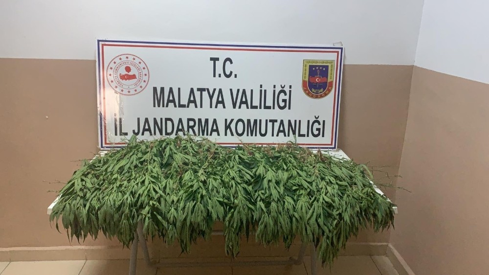 Jandarmadan yasa dışı kenevir ekimine sıkı takip 