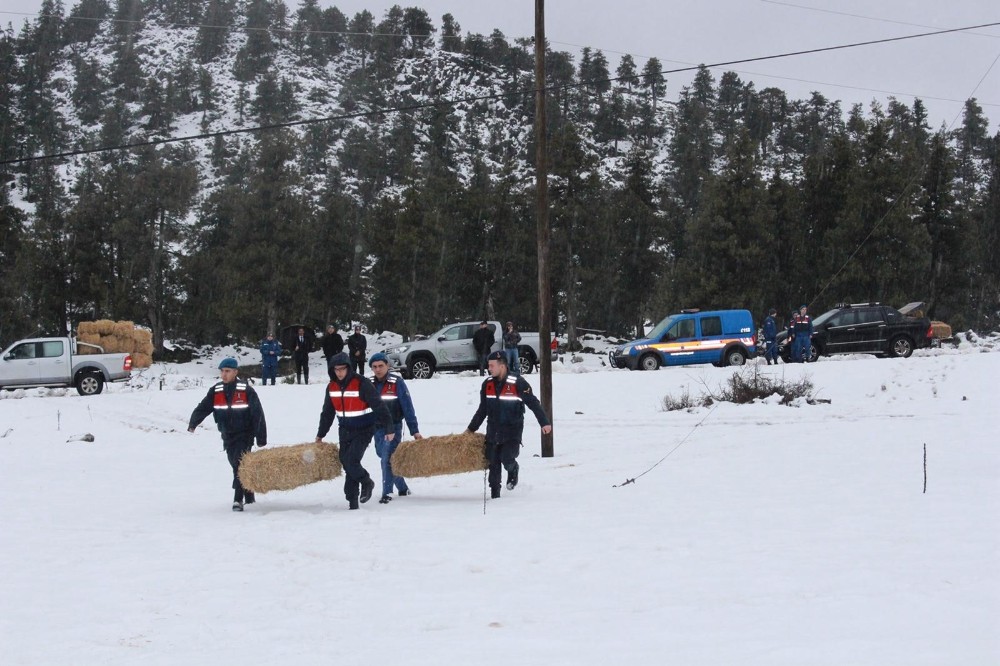 Jandarma’dan ‘yılkı atı’na doğa operasyonu 