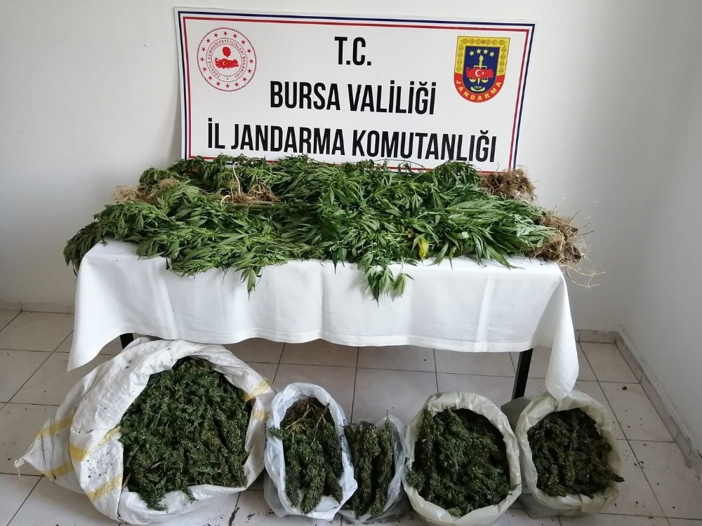 Jandarmadan zehir tacirlerine 12 ayrı operasyon: 16 kişi gözaltında 