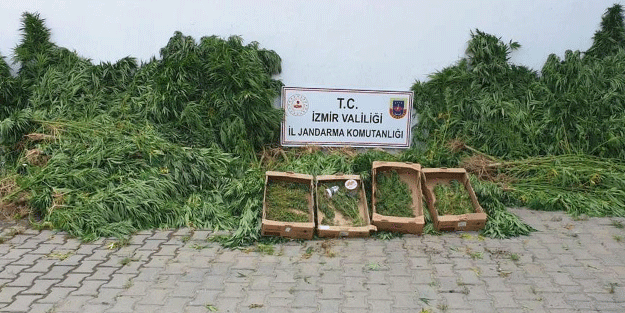 Jandarmadan zehir tacirlerine operasyon: Gözaltılar var