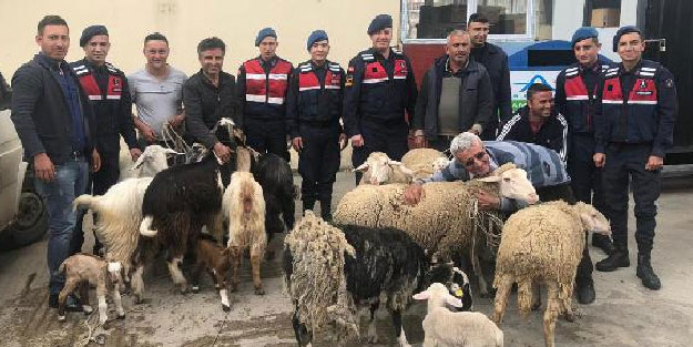 Jandarmanın bulduğu çalınan koyunlarına sarıldı