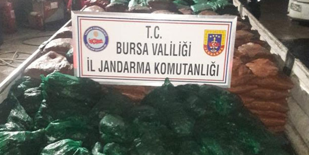 Jandarmanın durdurduğu 2 araçta 19 ton kaçak midye bulundu