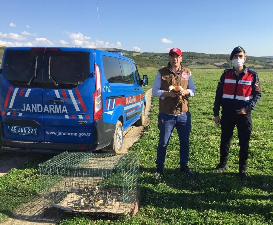 Jandarmanın kedilerden kurtardığı Angut kuşları doğaya salındı 