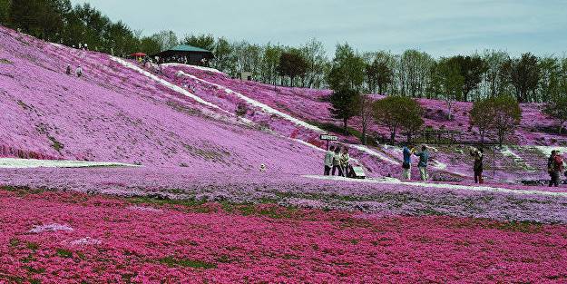 Japon adasından turistleri şaşkına çeviren istek!