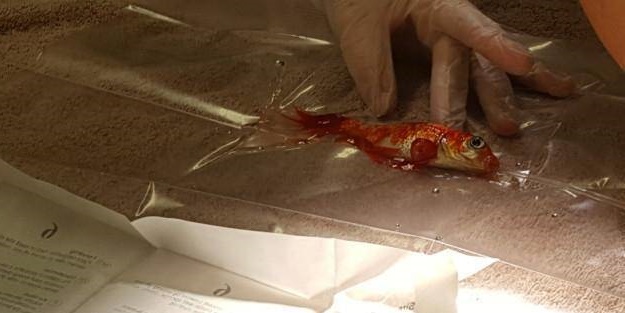 Japon balığını ameliyata aldılar!