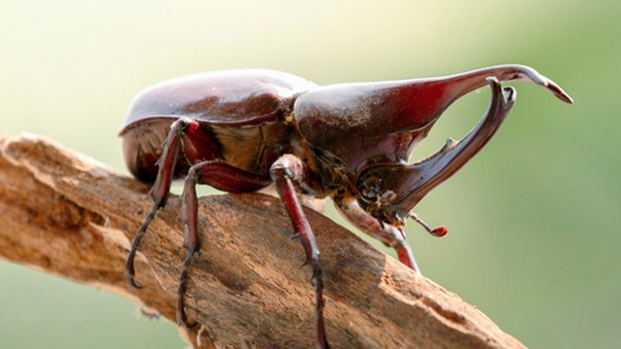 Japon bilim insanları: Böceklerle 'duygusal bağ' kuruyor! Japonlar tarihi bir adım attı