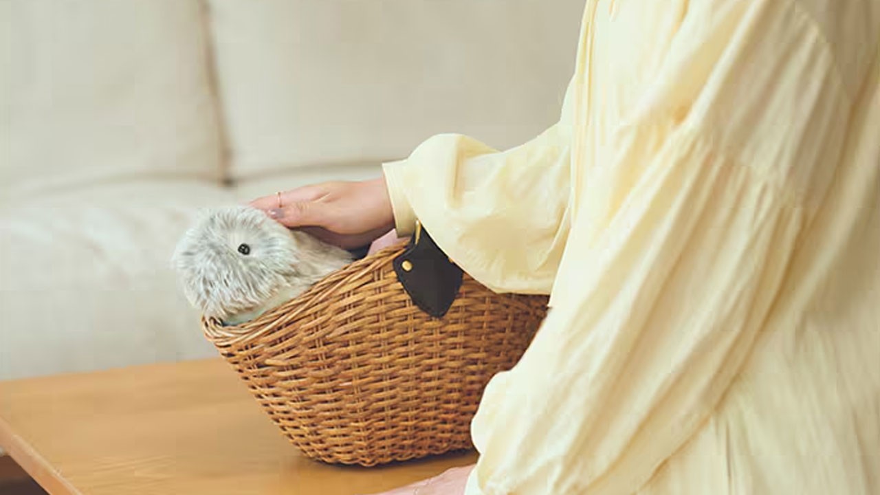 Japon devi Casio ne hale düştü! Robotik evcil hayvanını tanıttı