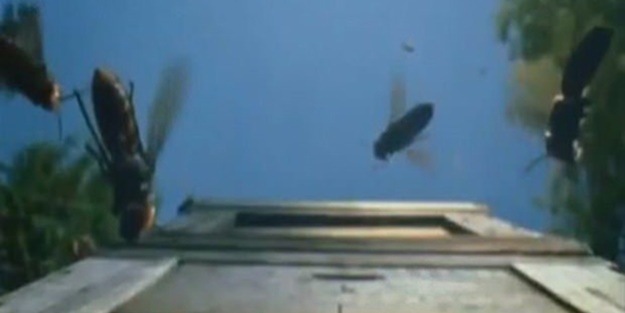 Japon eşek arılarından korkunç katliam!