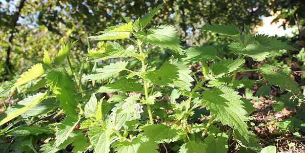 Japon iş adamları ısırgan için geliyor!