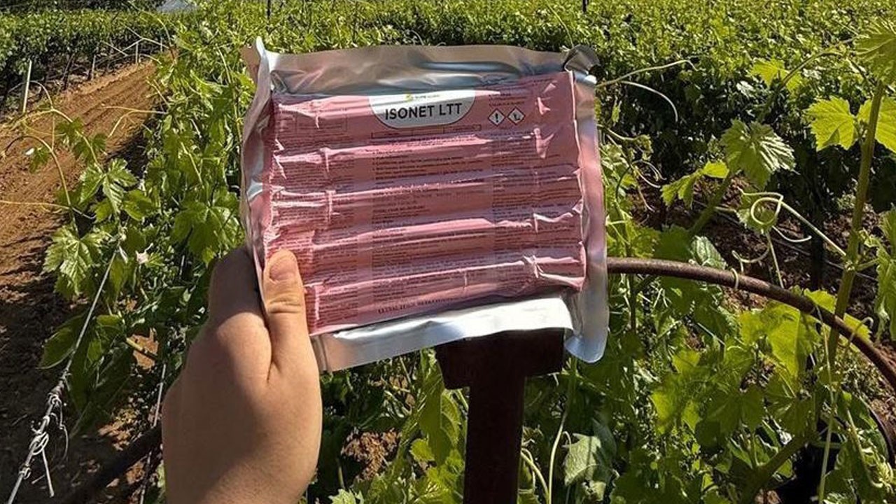 Japon tuzağıyla bağlar koruma altında