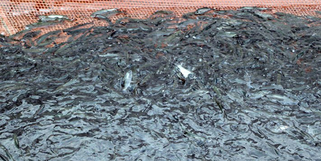 Japonlar ihracat rekorları kıran 100 yıllık Türk şirketini satın almaya karar verdi! Rakam sır gibi saklanıyor