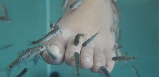 Japonlar şifayı Sivas'ta buldu