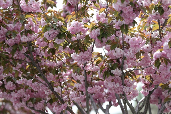 Japonların ünlü çiçeği Türkiye’de reçel oldu