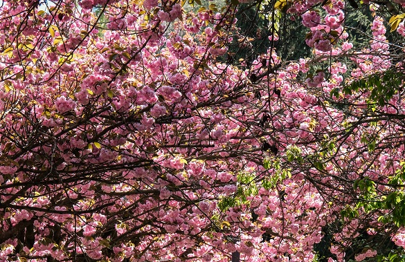 Japonya değil Türkiye! Ankara'da Sakura mevsimi