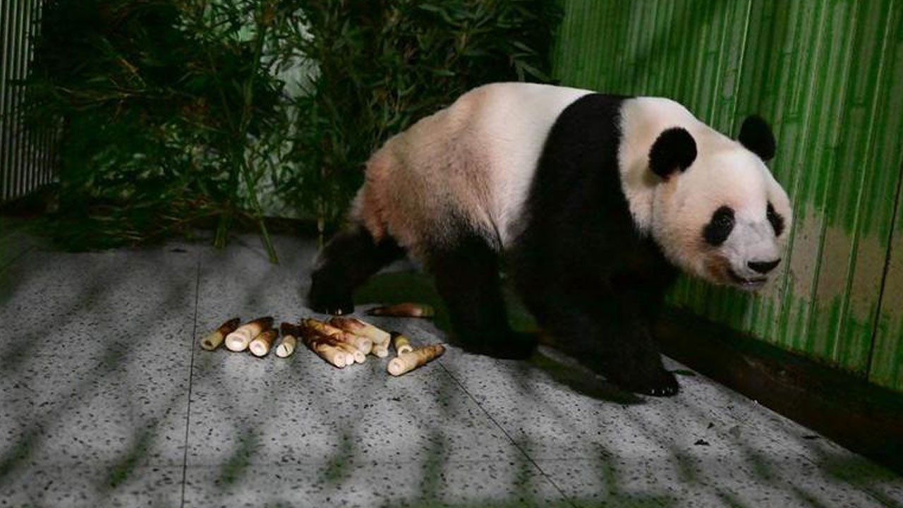 Japonya yarım yüzyıl sonra pandasız kaldı!