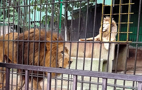 Japonya'da kan donduran olay!