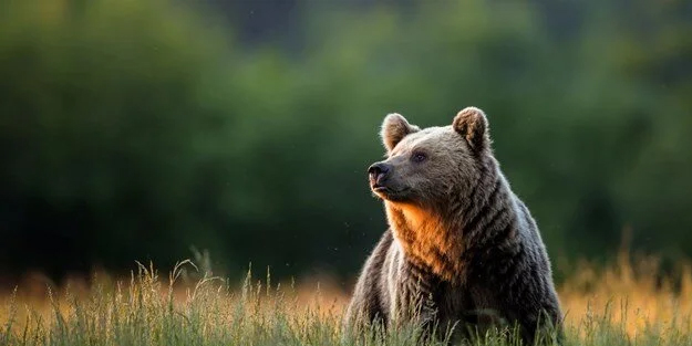 Japonya'da karar alan hükümet yapay zekalı 'ayı uyarı' sistemi geliştirdi! Japonların çıkışı ortalığı karıştırdı!