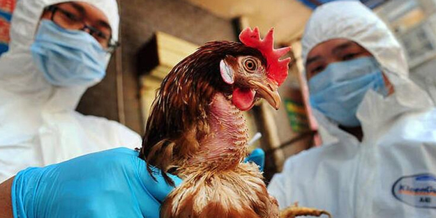 Kovid'le mücadele sürerken kuş gribi alarmı!