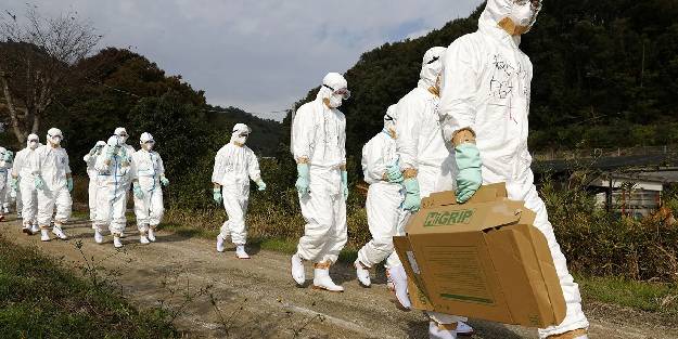 Japonya'da kuş gribi alarmı: Uyarı seviyesi en üst düzeye çıkarıldı