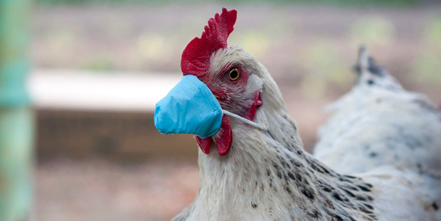 Japonya'da kuş gribi durmaksızın yayılıyor! Rakamlar korkunç!