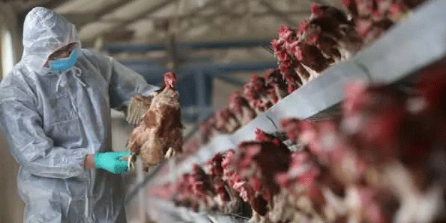 Japonya'da kuş gribi salgını bir eyalete daha sıçradı