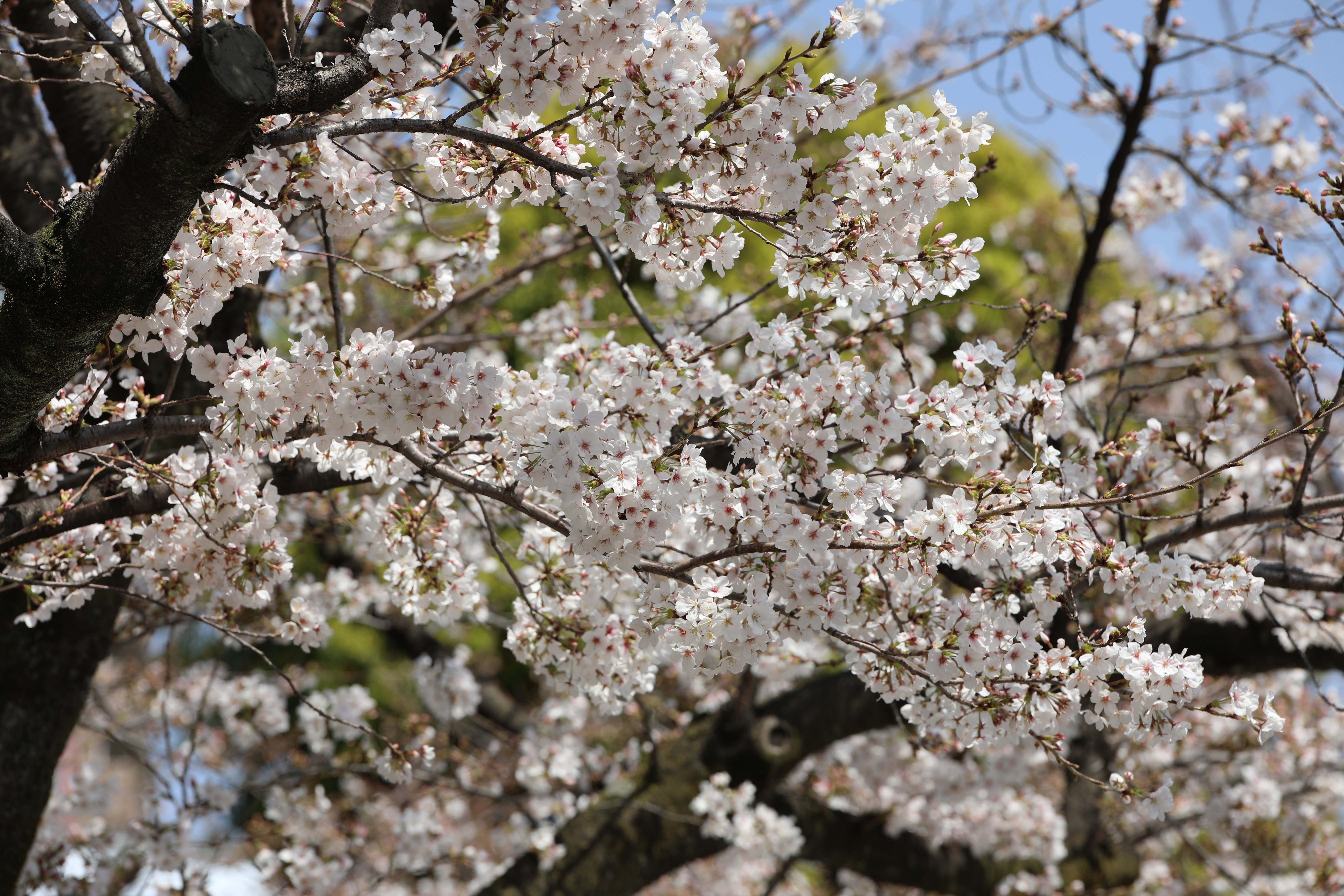 Japonya'nın simgesi Sakuralar Tokyo'da görsel şölen yaşattı