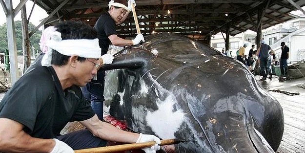 Japonya'ya çağrı: Karardan dönün!