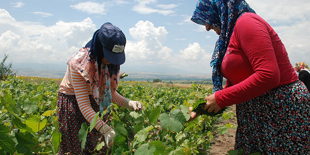 Japonya'ya zeytinyağlı sarma ihraç edeceğiz