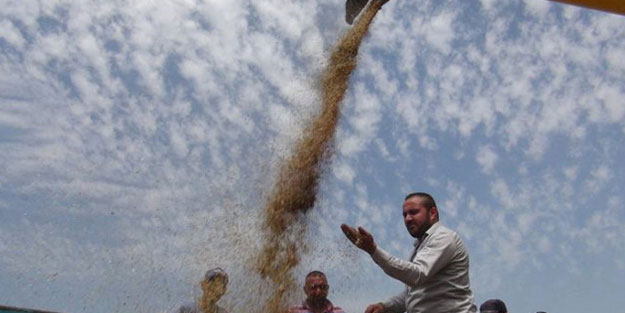 Türkiye'de jet yakıtı hammadesinin hasadına başlandı