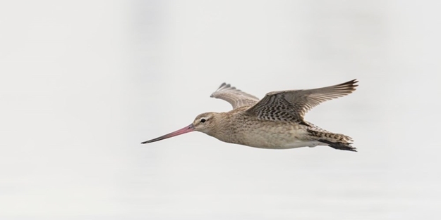 Jete benzer yapısı var! 11 gün boyunca aralıksız uçtu