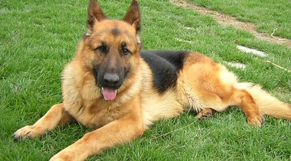 Kaçakçıların korkulu rüyası oldular