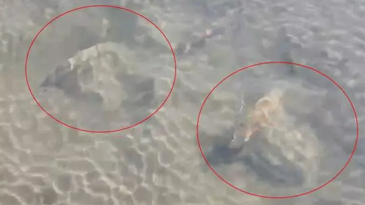 İznik Gölü'nde bulundu! Bölgede güvenlik önlemi alındı!