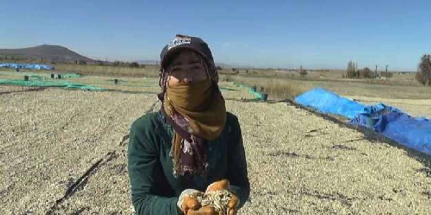 Kabak çekirdeği tezgahlarda yerini aldı. Kabak çekirdeğinin faydaları nelerdir?