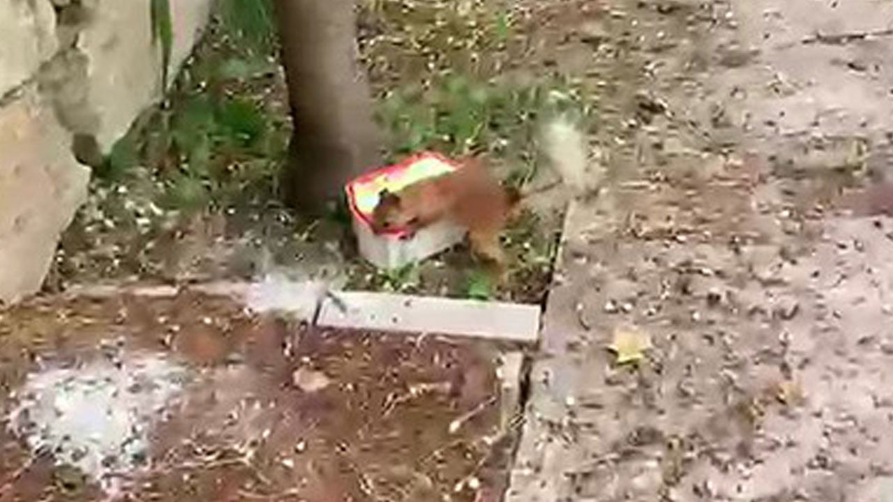 Kabı boş görünce tepki gösterdi! Yaramaz sincabın ceviz isyanı kameraya yansıdı