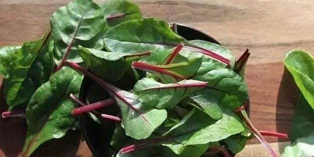 Kabızlık otu olarak biliniyor: Bedava kan yapıcı besin!