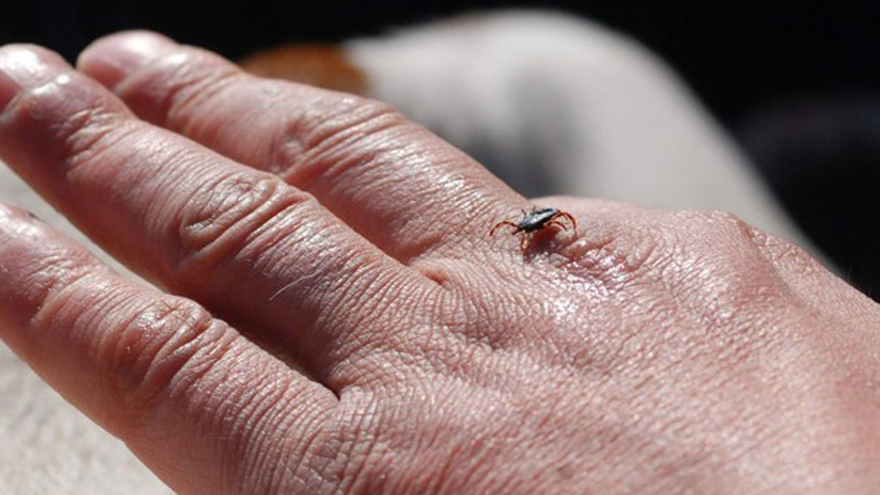 Kabus geri döndü! Ateş, kanama ve ölüm peşinden geliyor