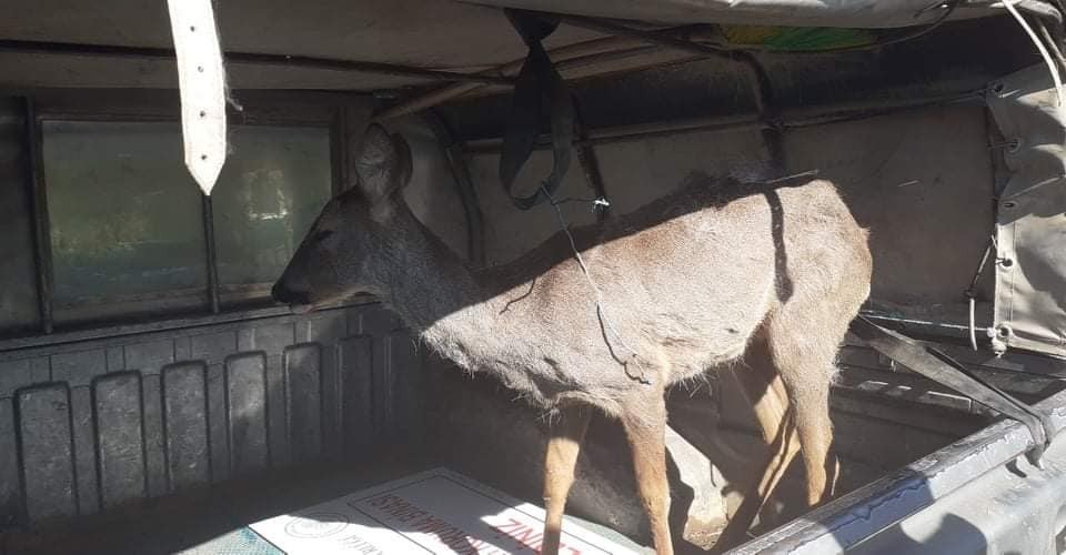 Kaçak avcıların yaraladığı karaca kurtarılamadı 