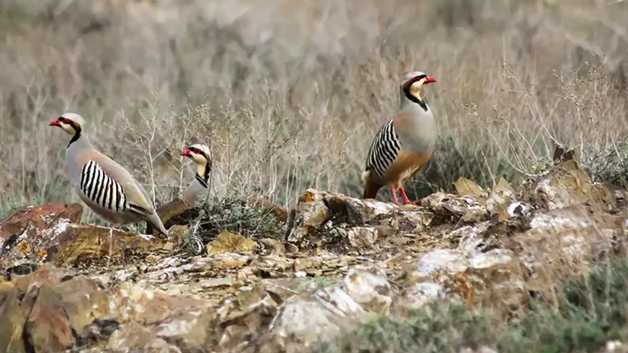 Kaçak avcılık yapan 6 kişiye 53 bin TL ceza